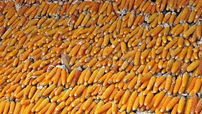 الزراعة: مستمرون باستلام “عرانيص” الذرة الصفراء من المسوقين