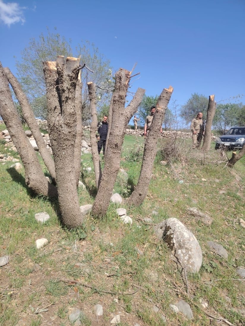 له‌ گوندێكی هیران كه‌سێك ده‌یان دارى سه‌ربڕ كردووه‌ و ده‌ستگیركرا