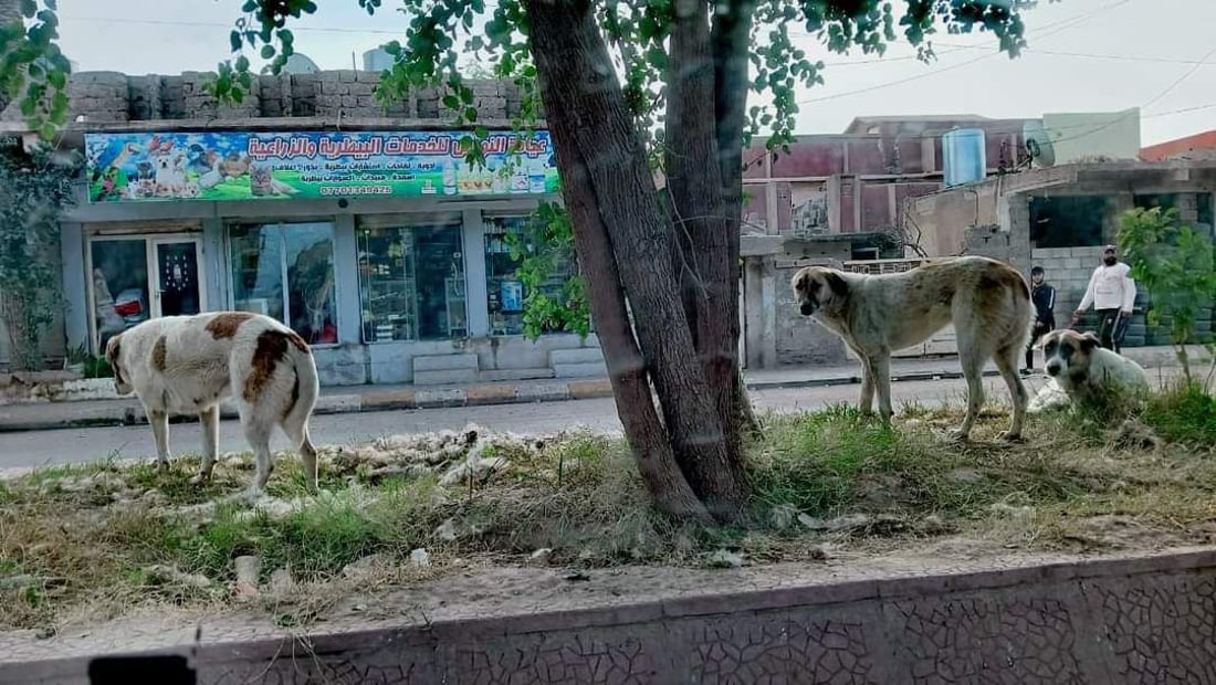 بە پێدانى سەر و قاچى مریشکى ژەهراوى 200 سەگى بێلانەیان لەناو بردووە