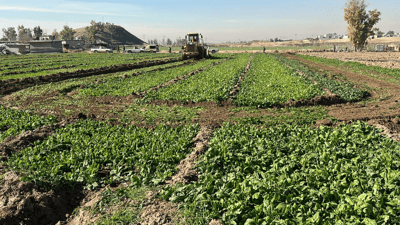 800 دۆنم زەوی پاککرانەوە کە سەوزەیان بە ئاوی زێراب لێ بەرهەم دەهێنرا