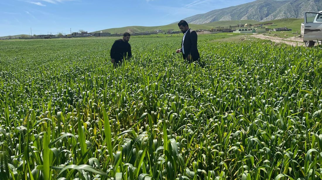 هەڵمەتی لەناوبردنی مێرووی سن لە دهۆک دەستیپێکرد