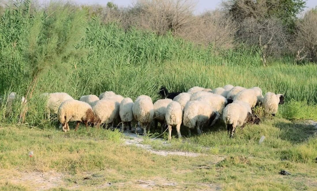 مقارنة بين أعداد المواشي في تلعفر خلال 3 سنوات: 11 حصاناً وبعير واحد! (صور)