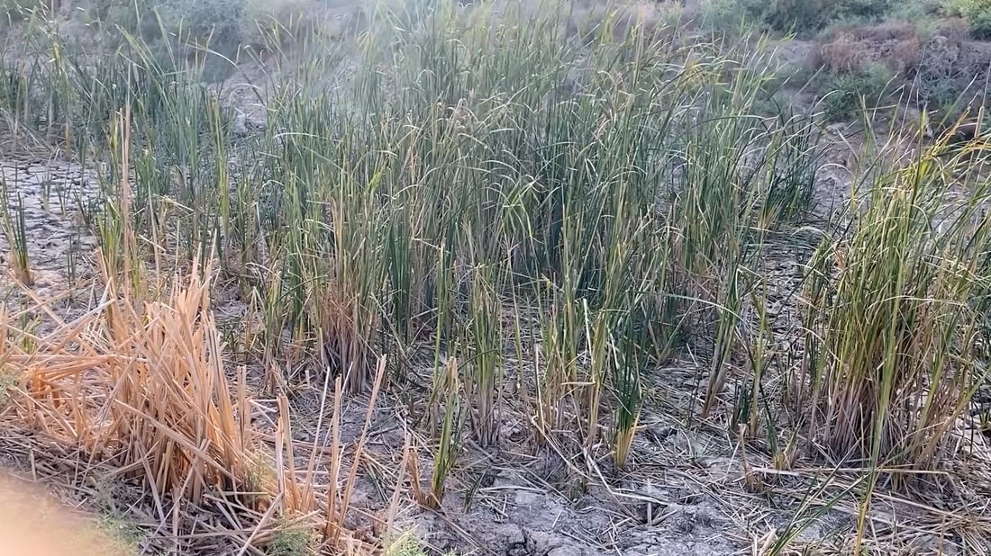 خابت الآمال بزارعة الرز شمال ميسان.. ليس هذا ما كنا نتوقعه من الخطة!