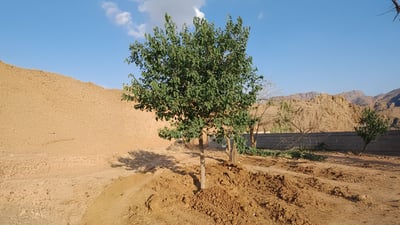 رزگار شوانى دارەکان یەک بە یەک رزگار دەکات