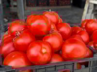 تەماتە جارێکی دیکە دۆخەکەی تێکدا و نرخه‌كه‌ی له‌ سلێ�...