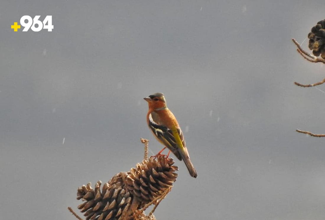 باڵنده‌ كۆچه‌رییه‌كان لە هه‌رێمی كوردستانه‌وه‌ ده‌چنه‌ ناوچه‌ سارده‌كان