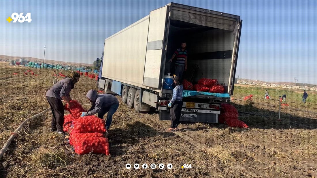 بەشێك لە كرێكارانی كۆكردنەوەی پەتاتە ناڕەزایەتییان دەربڕی  