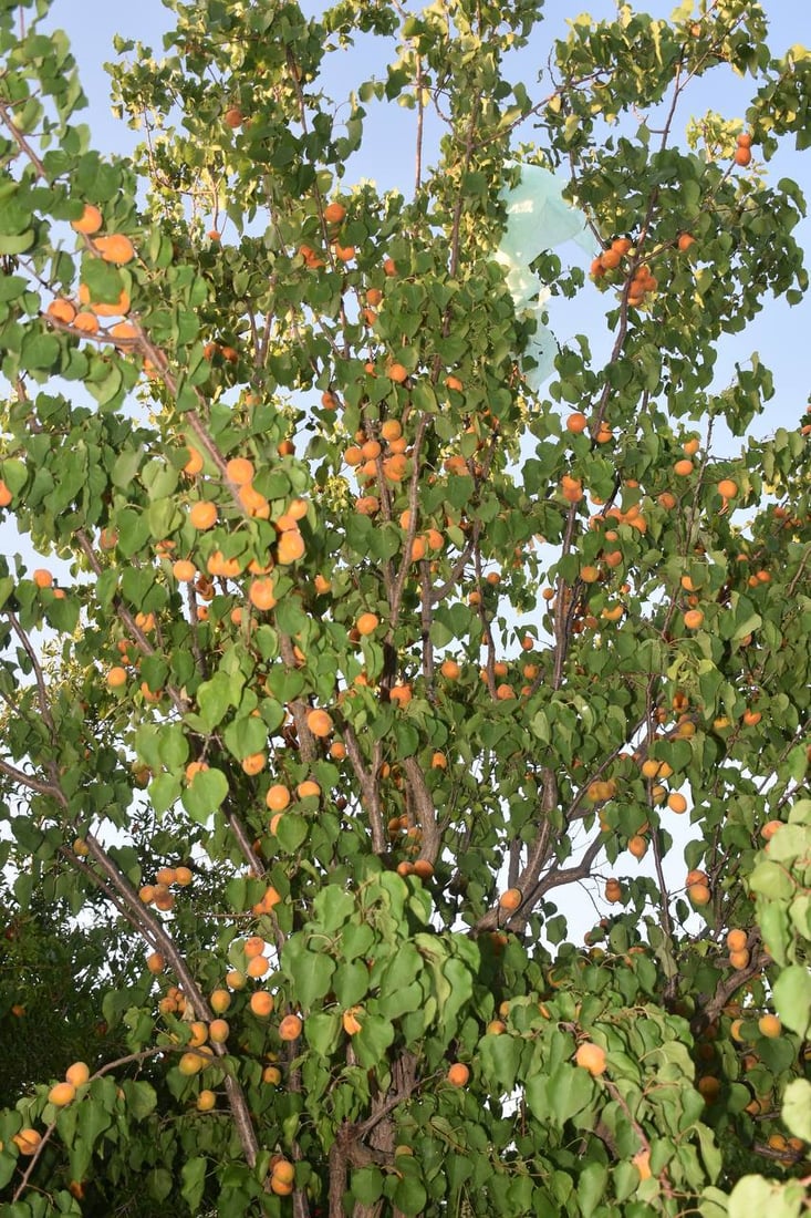 ئەمساڵیش قەیسی خانەقین بازاڕی نییە