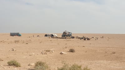 الذئاب تهاجم راعياً في رحلته إلى البادية غرب السماوة