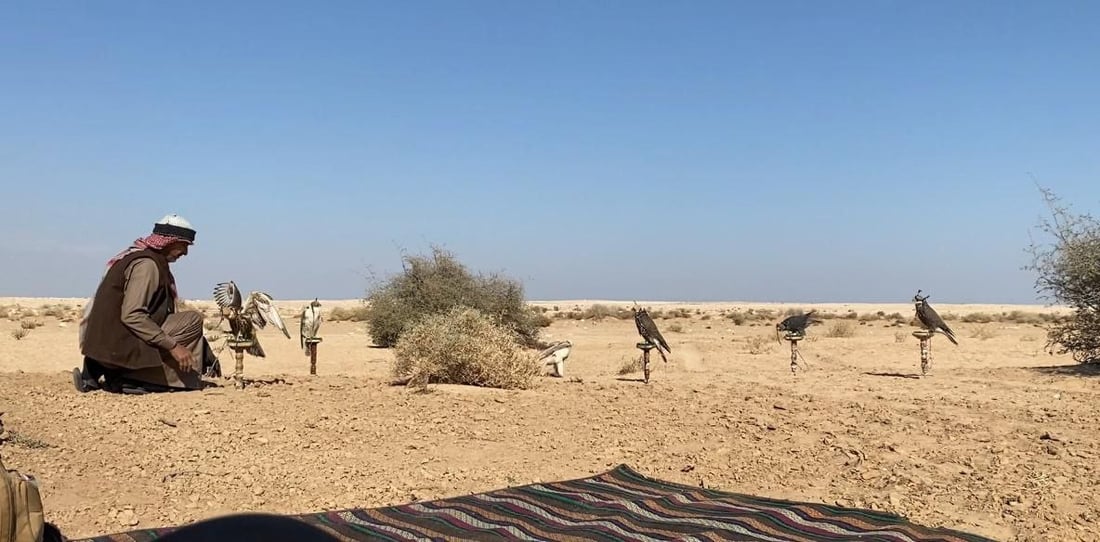 إذا شبع الصقر طار.. صقارة السماوة يطاردون الحبارى بـ “الجير شاهين” المهجن (فيديو)