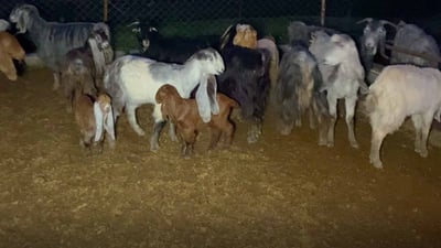 دوو شەو لەمەوبەر 30 سەر بزنی هاوڵاتییەکی هەولێر دزراوە