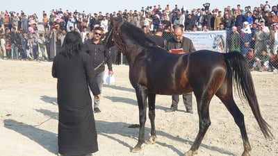 فيديو: “محبوب” و “شموخ” و “صدام” الأوائل في مهرجان الوركاء للخيول