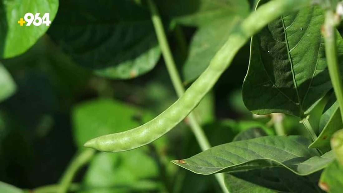 ته‌قته‌ق رۆژانه‌ 70 تۆن به‌رهه‌مى لۆبیاى هه‌بووه‌