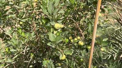 In Basra’s harsh climate, rare Ibrahimi apple thrives where others fail