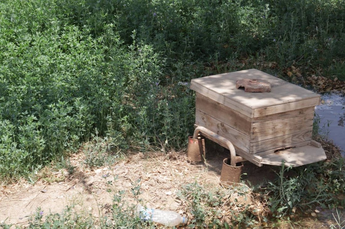 عسل البغدادي في ذروة الموسم.. 5 أصناف طبيعية يفضلها المرضى وكبار السن (صور)