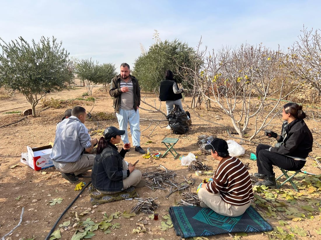 لە چیای شنگال 20 هەزار قەڵەمە هەنجیری خۆماڵی ئامادە دەکرێت