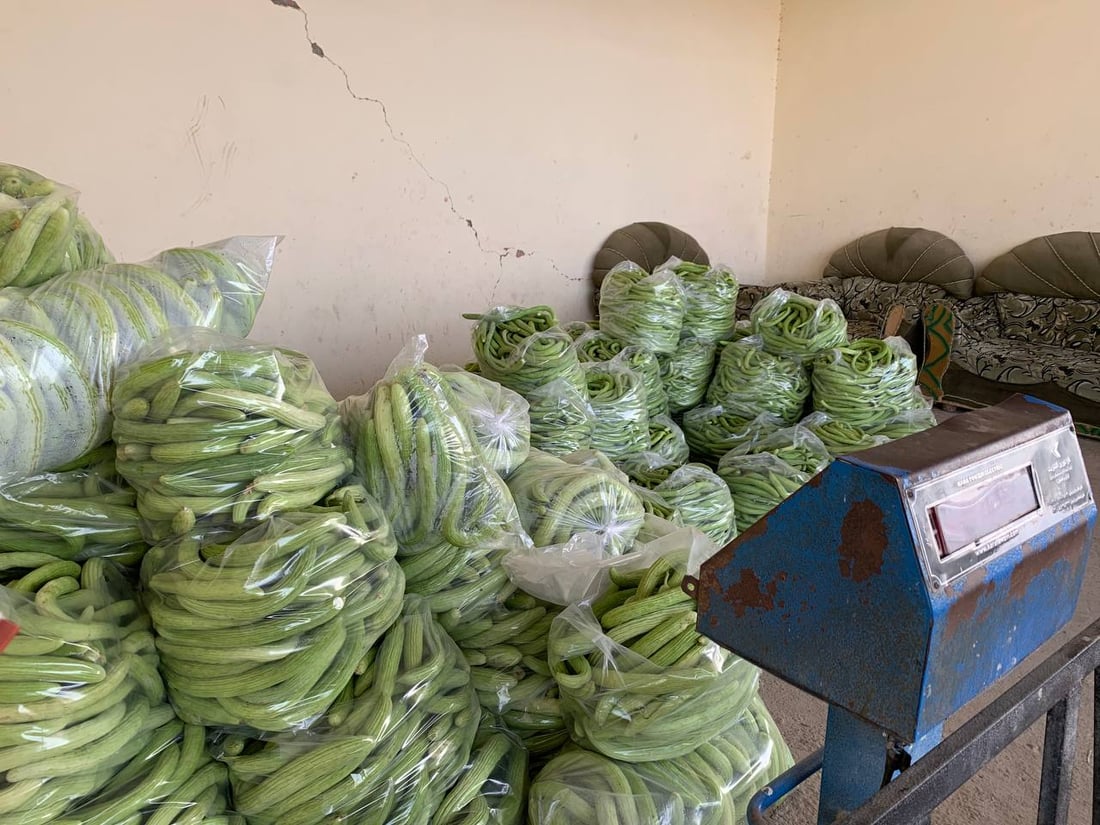 موسم حصاد حزين في أبو غريب: المحاصيل أقل بـ 40% والعلف بدل الخضروات (صور)