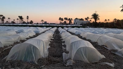 Farmers in Duluiya save crops with plastic tunnel farming during cold snap