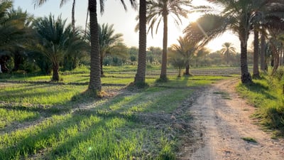 تحذير من “خطر أمني”.. ما معنى قرار العراق بإلغاء خطة زراعة 2025؟