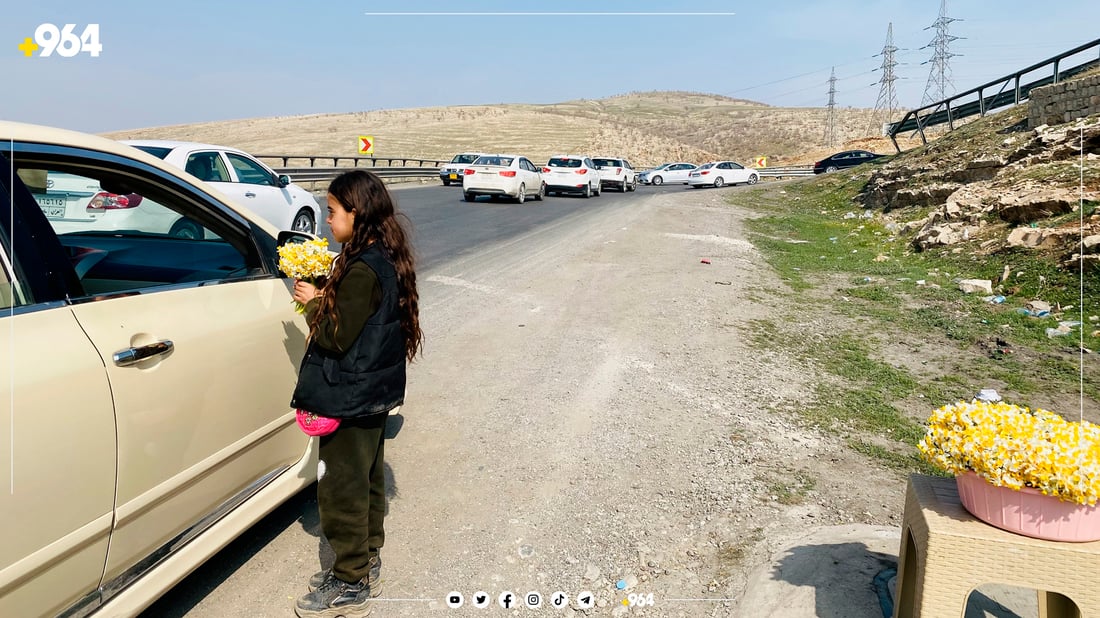 منداڵە نێرگز فرۆشەکانی لۆفەی سپیلک