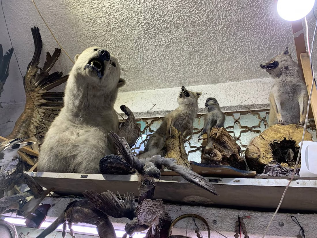 Renowned exhibition of taxidermy and antiques by Mehdi Al-Karbala’i