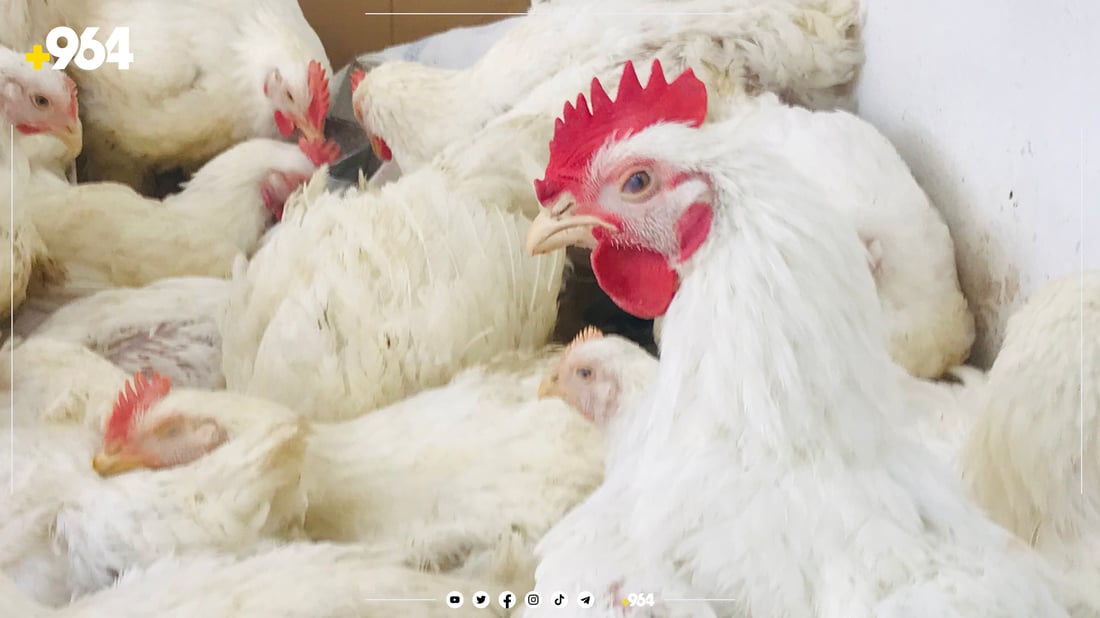 فرۆشیارێکی مریشک: ئێستا فرۆشمان نیو هێندەی جارانە