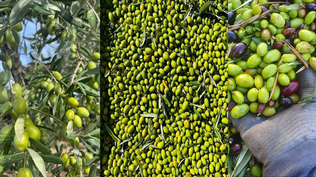 زەیتونی کورانتینا 20%ی زەیتە