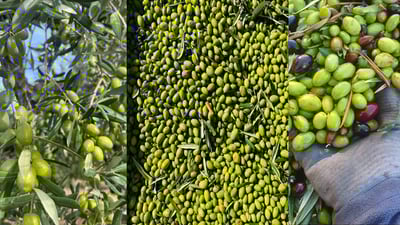 زەیتونی کورانتینا 20%ی زەیتە