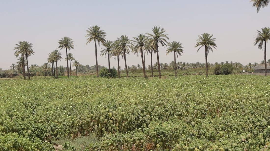 Sunflower farming declines sharply in Salah al-Din amid drought, lack of processing plants