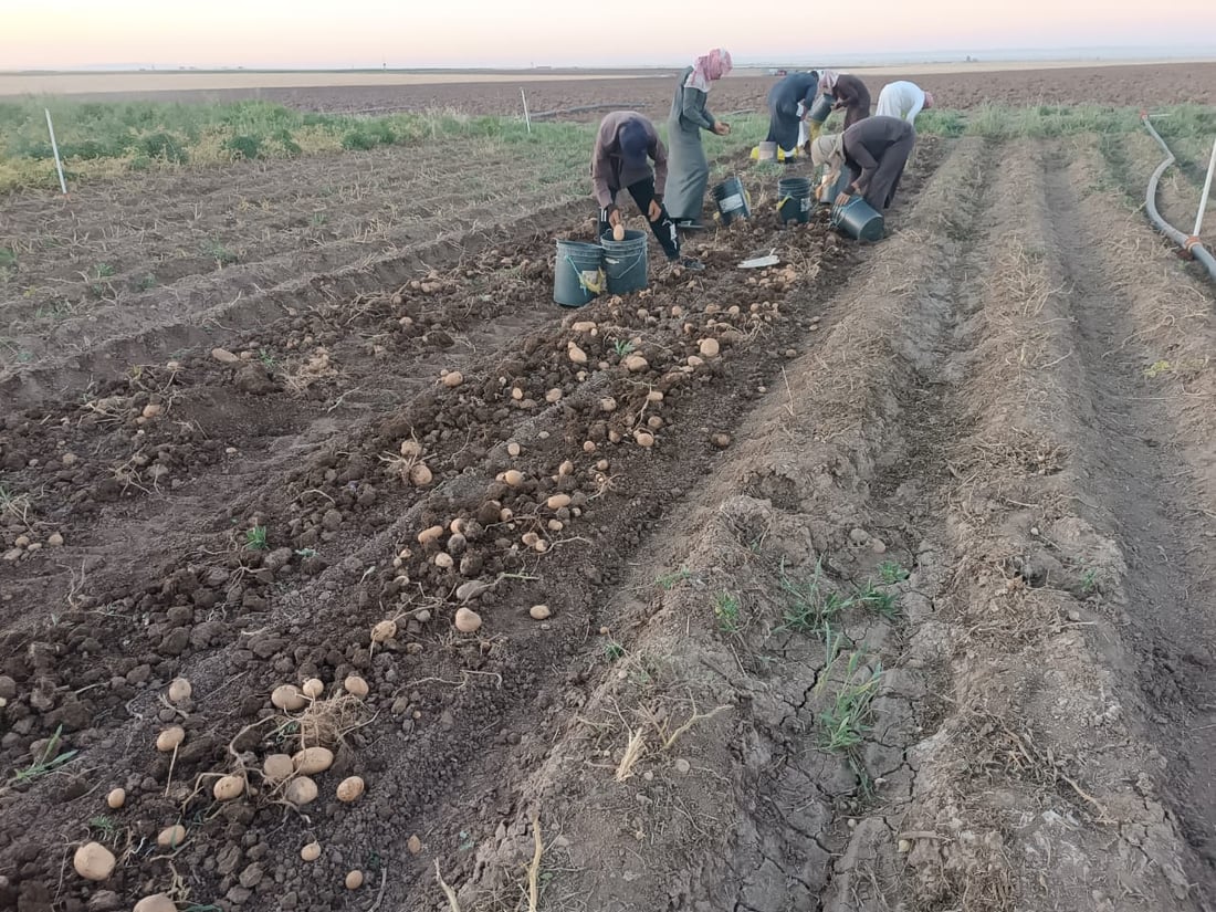 صور: ربيعة قطفت البطاطا لكنها ليست دائماً للبيع.. تجار بغداد وصلوا بسرعة