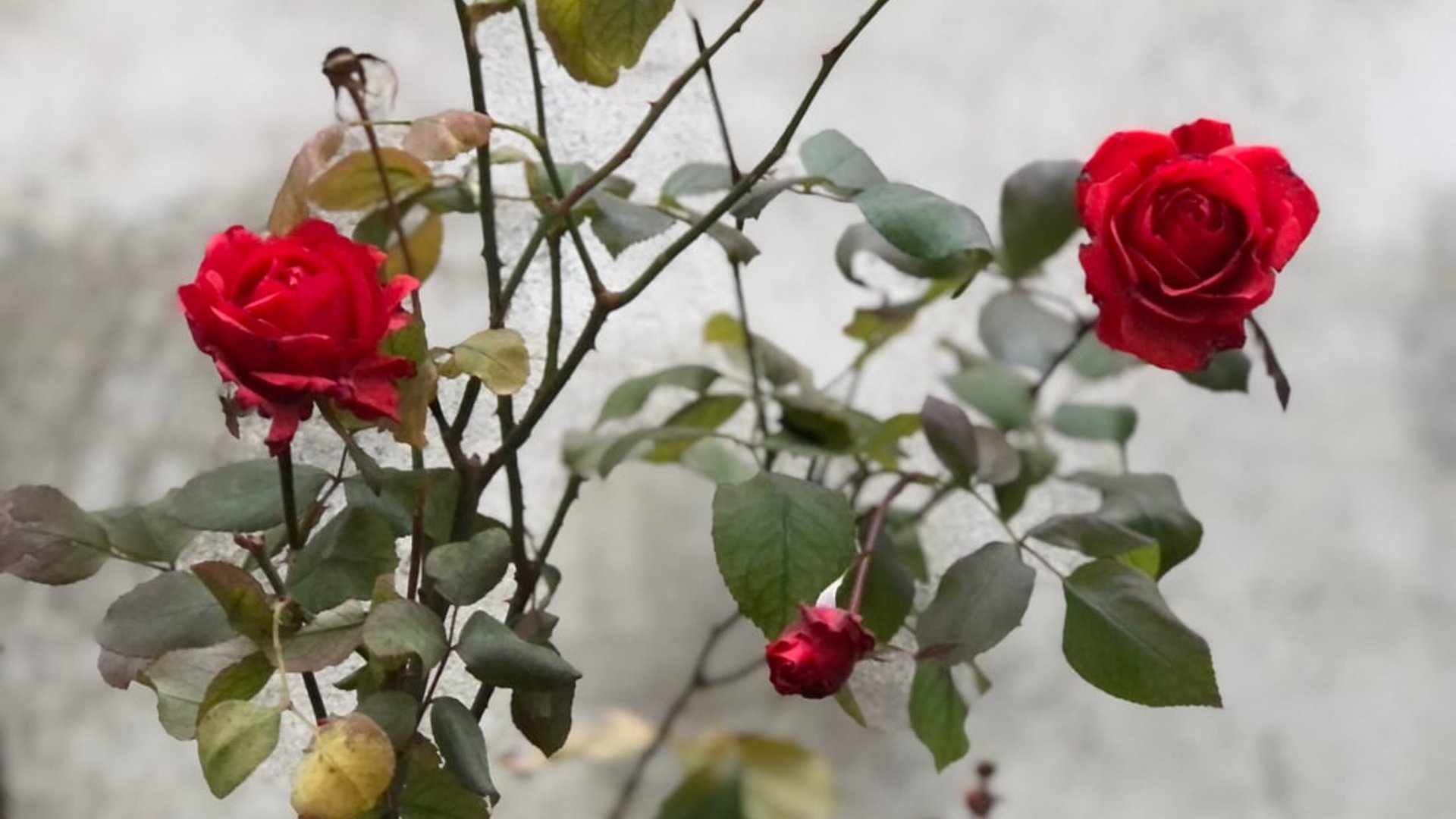 Unprecedented winter blooms: rose garden flourishes in chilly Penjwen