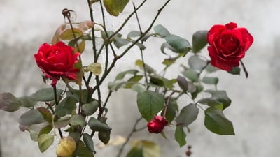 Unprecedented winter blooms: rose garden flourishes in chilly Penjwen