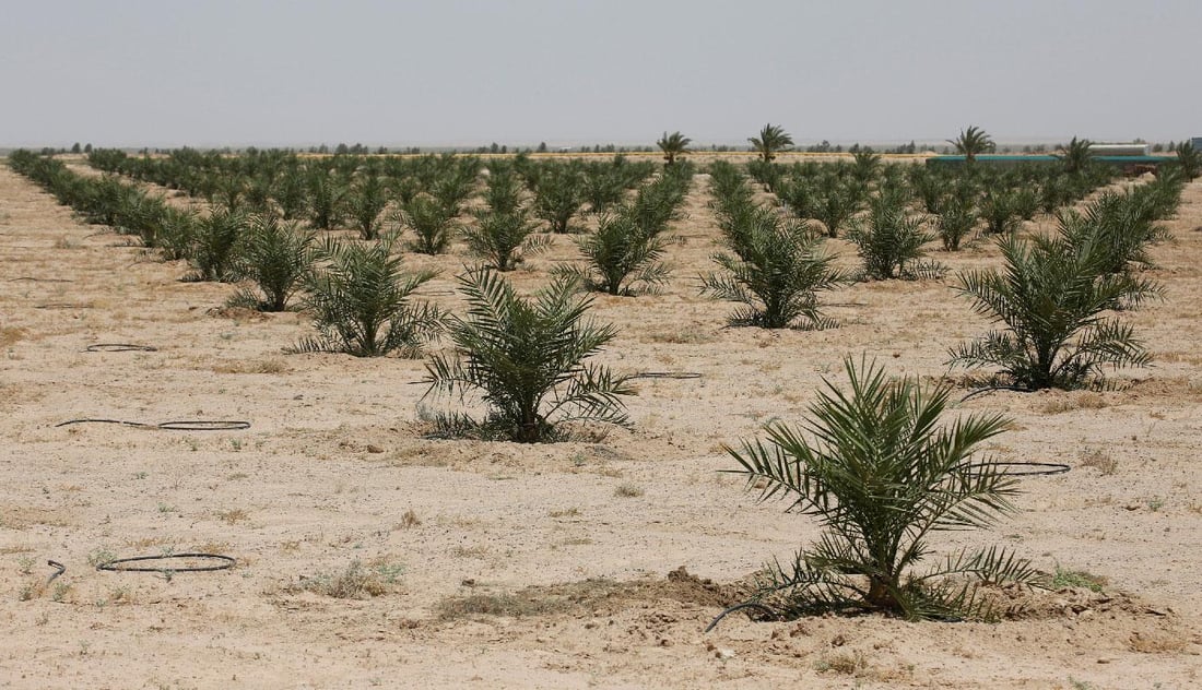 Iraq surpasses tree-planting target, advancing climate resilience efforts
