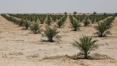 Iraq surpasses tree-planting target, advancing climate resilience efforts