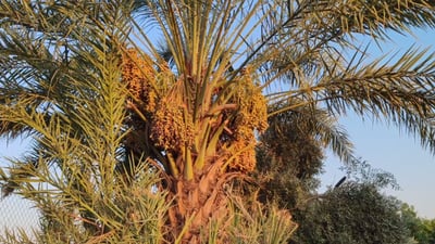 زەرەر لە خورما ناکەن؛ خراپ بوو بیکەن بە دۆشاو