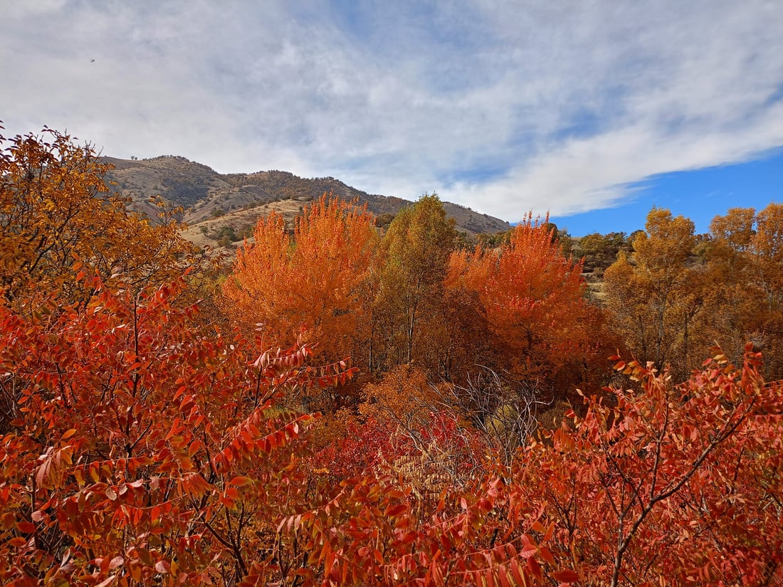 گرووپێكی پێنجوێن خولی هەڵپاچینی درەختیان کردەوە