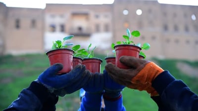 Erbil launches major flower planting campaign