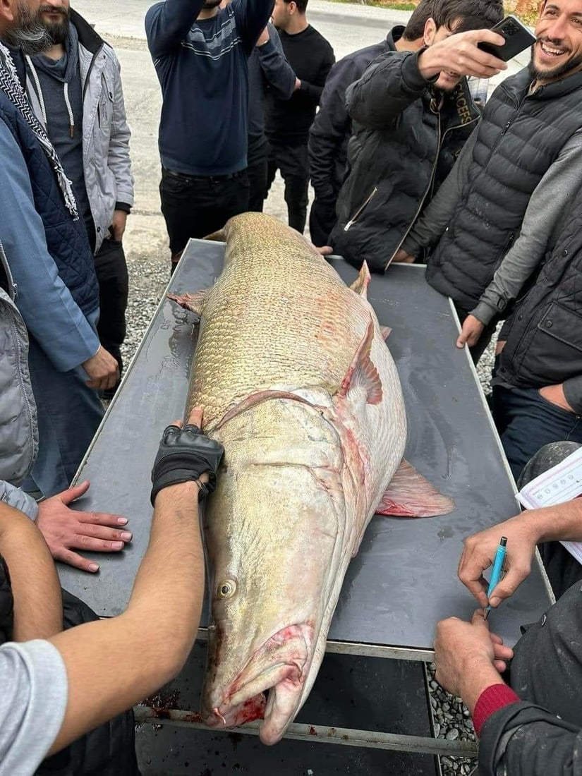 ئه‌و ماسییه‌ گه‌ورانه‌ى له‌ رانیه‌ و هه‌ڵه‌بجه‌ راوكران له‌ كوێوه‌ هاتبوون؟