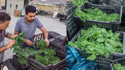 رانیه‌ ره‌تیده‌كاته‌وه‌ له‌ سنووره‌كه‌یان سه‌وزه‌ به‌ ئاوى زێراب به‌رهه‌م بهێندرێت