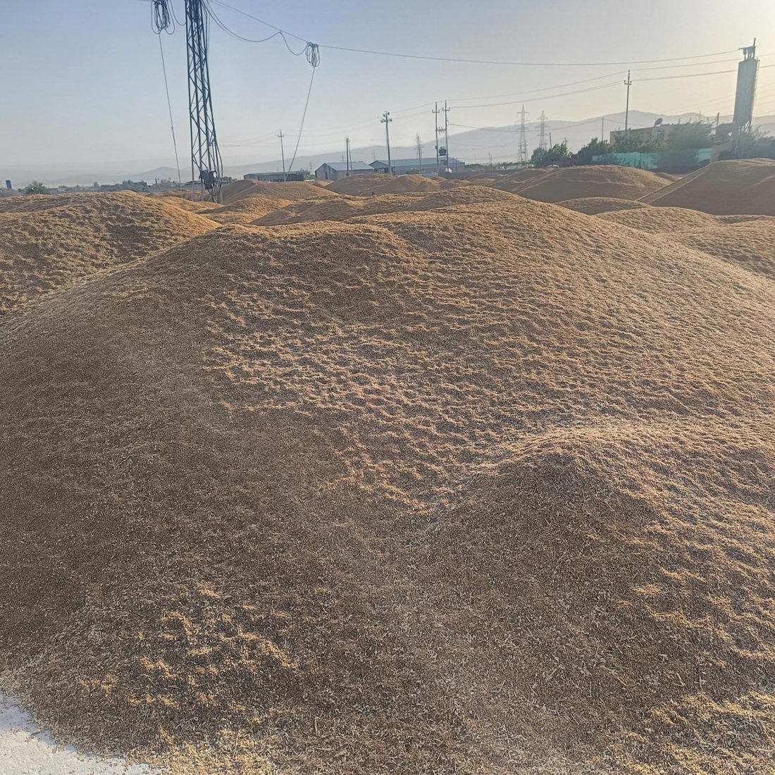 سه‌گى بێلانه‌ له‌ناو گه‌نمى كۆكراوه‌ى جوتیارانى حاجیاوا ته‌ڕاتێن ده‌كات