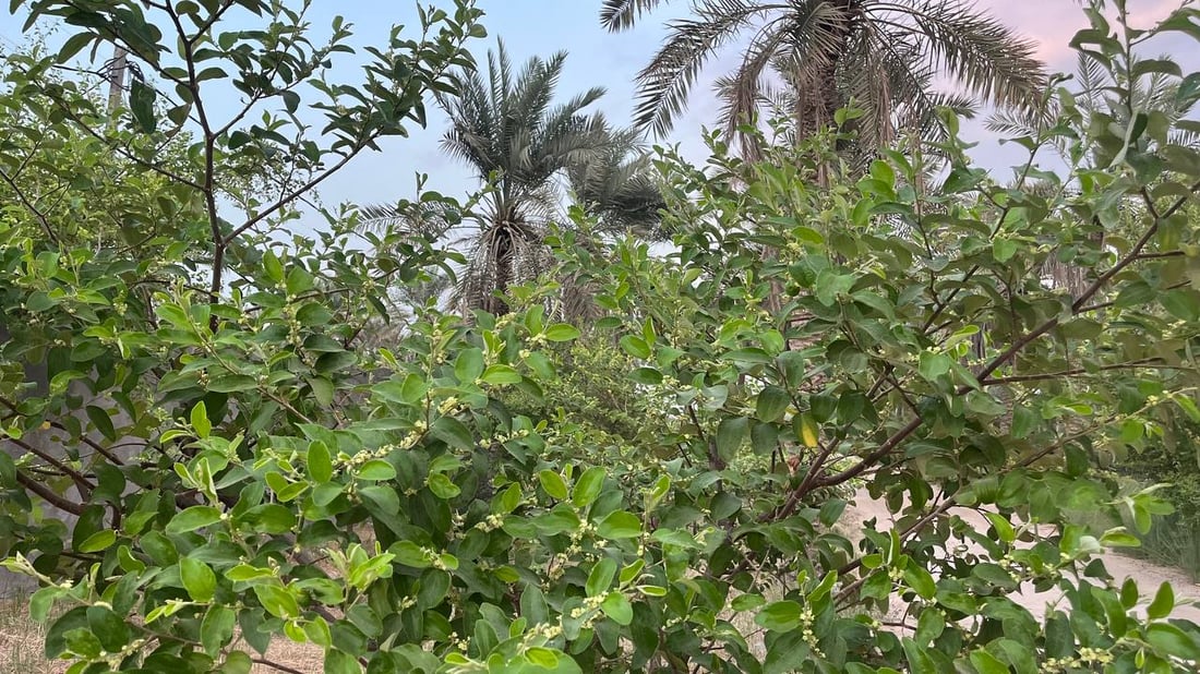 صور: رائحة السدر تملأ أرجاء البصرة.. أزهار النبك تفتحت والمثبّت يحميها من المطر