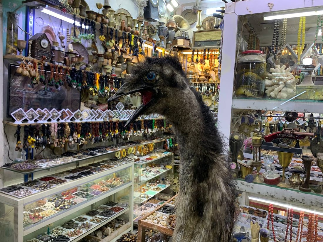 أسد ودب قطبي وأرخصها الهدهد.. الكربلائي تعلم التحنيط واشتهر في كّل العراق (صور)