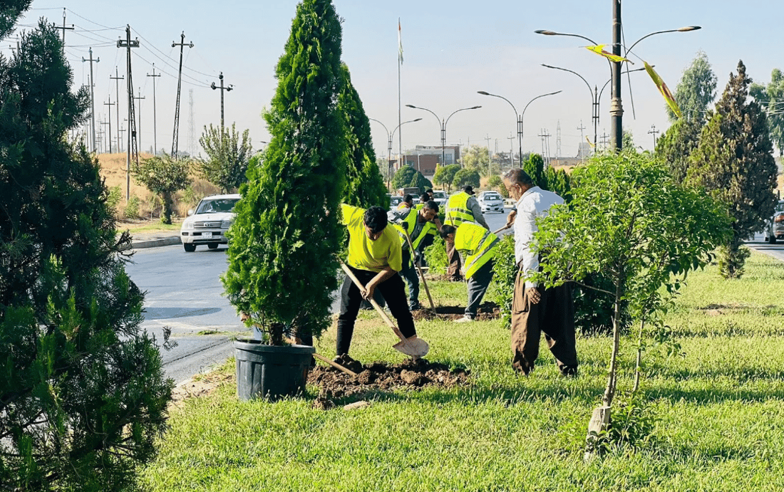 شەقامی هەولێر – پیرمام بە 100 داری گەورە رازێندرایەوە