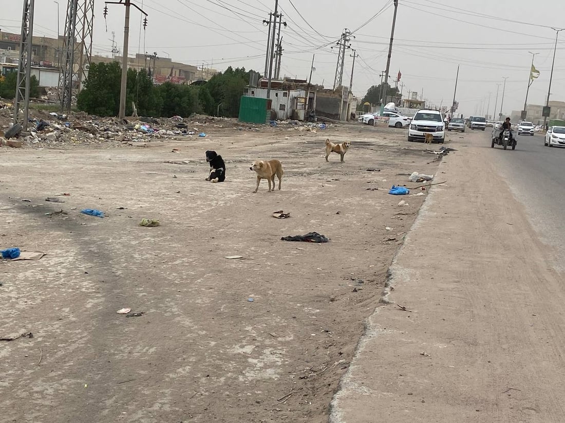 الناصرية ستقتل الكلاب أيضاً مثل الديوانية ولن تطبق تجارب بغداد وكركوك ودهوك