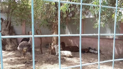 نائب يطالب بإزالة حديقة حيوانات الزبير وتحويلها إلى مناطق ترفيهية