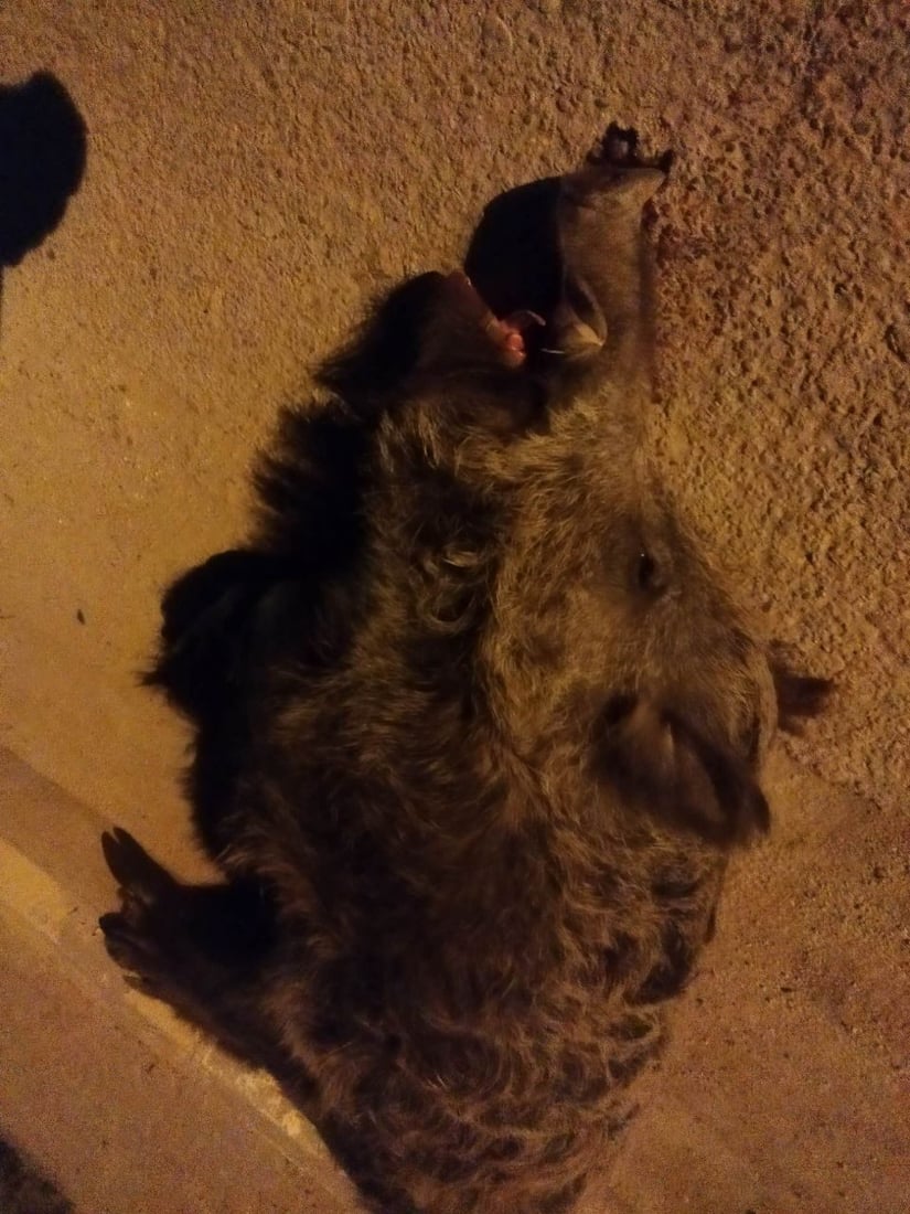 خنزير ضخم يصدم “ستاركس” ويصيب عددا من زائري كربلاء بجروح في المثنى (صور)