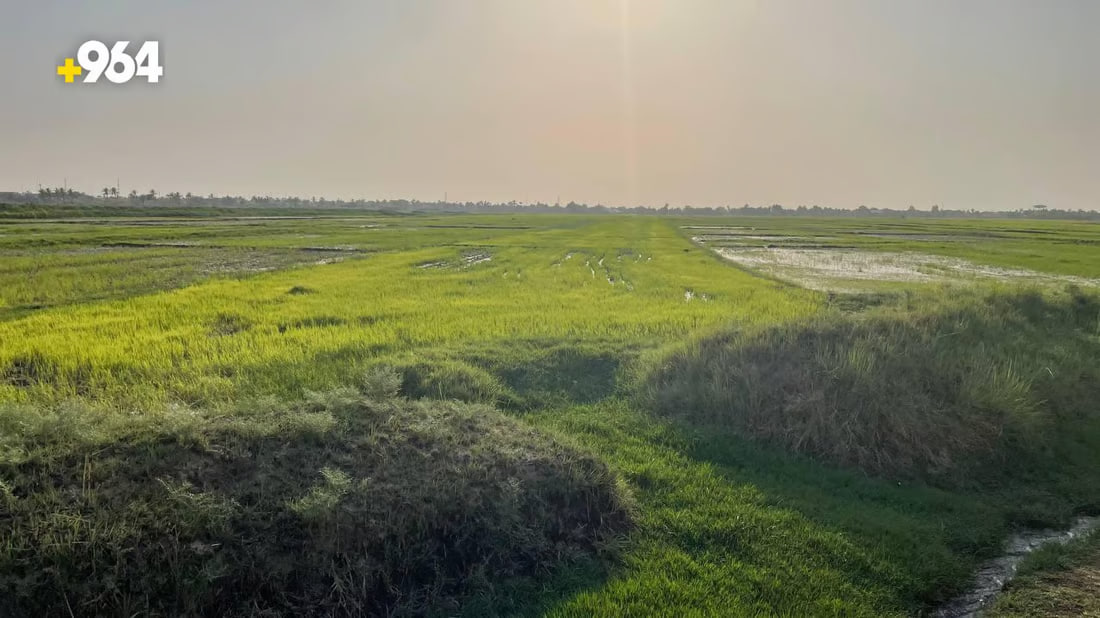 964mediaصورة من منصة (شبكة): 