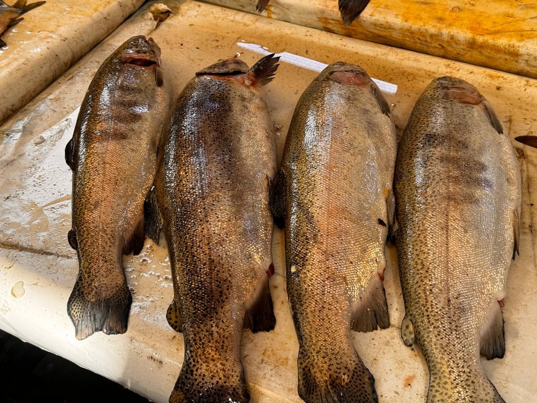 سوق السمك في الموصل ينتعش.. زوار أجانب يتوافدون يومياً (صور)