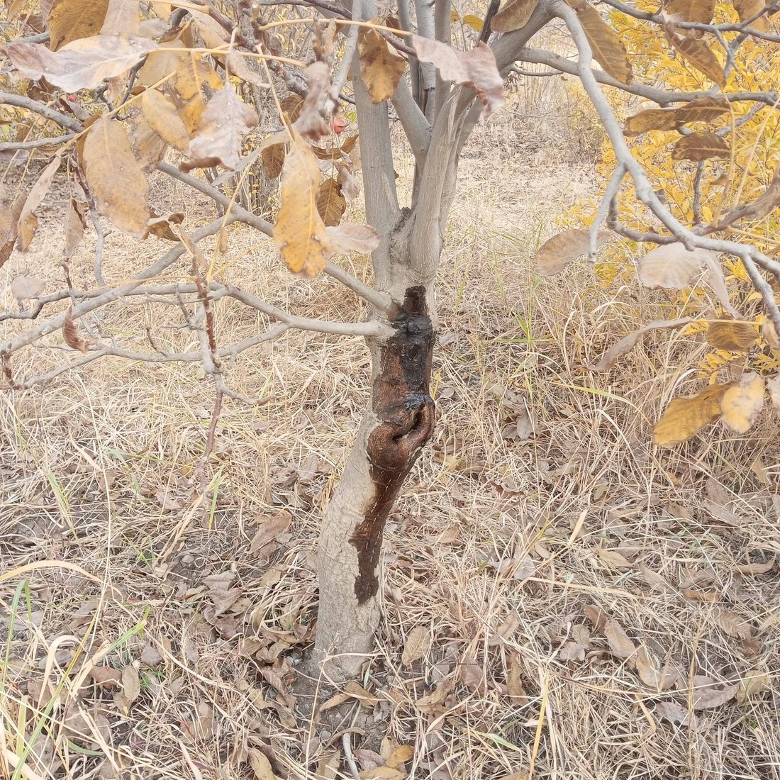 دارگوێزەکانی باڵەکایەتی دەستیان کردووە بە گریان