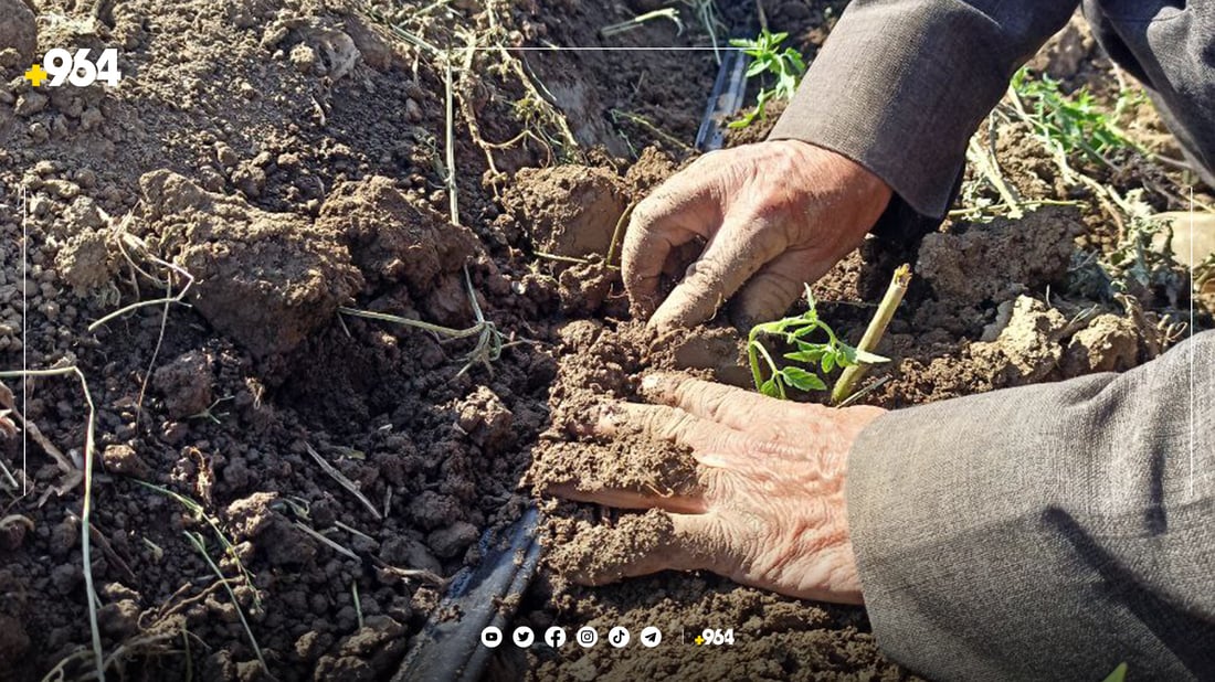 پێنجوێنییەکان ئەمساڵ زیاتر تەماتەیان چاندووە